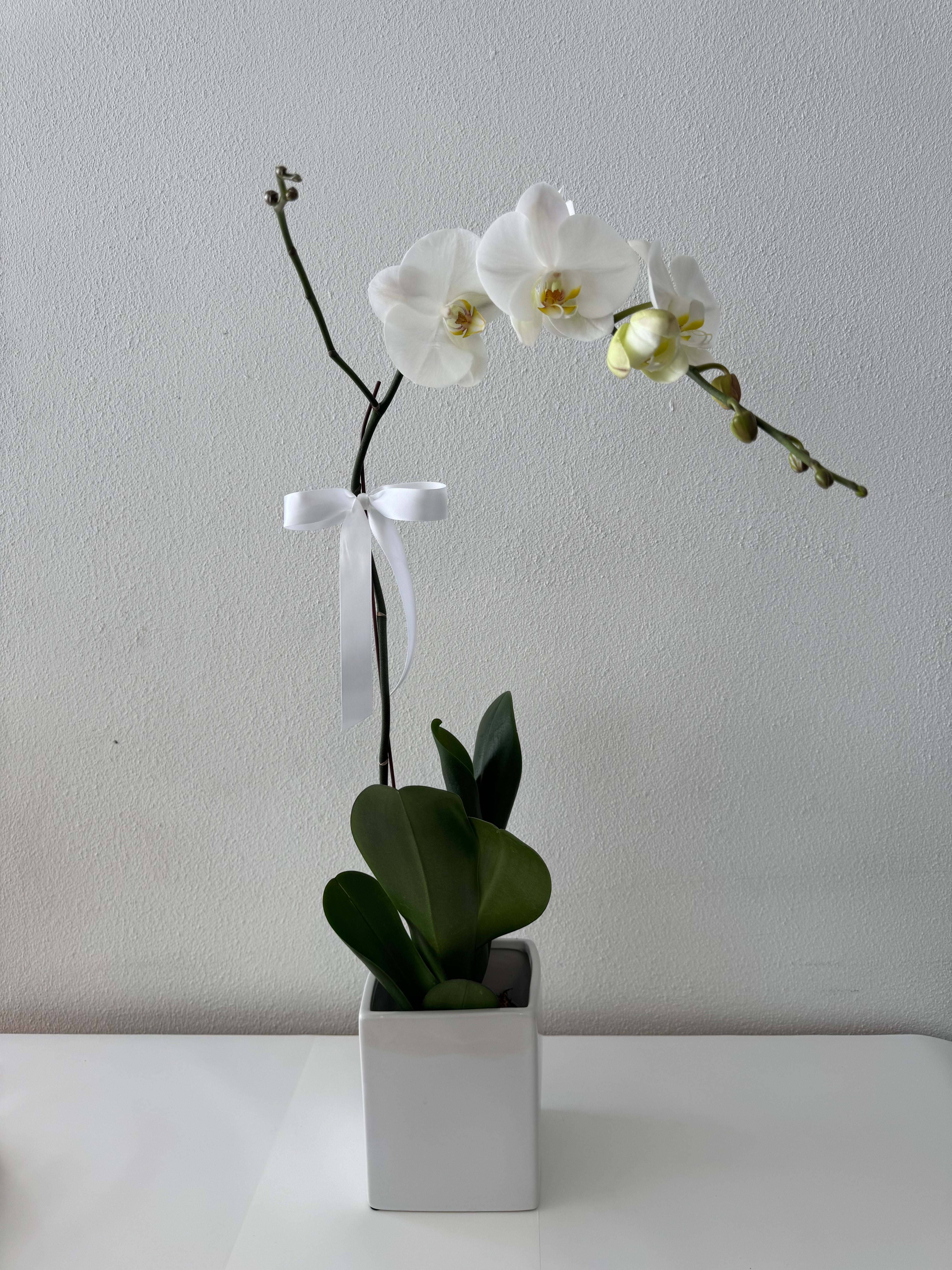 Phalaenopsis Orchid Plant - White