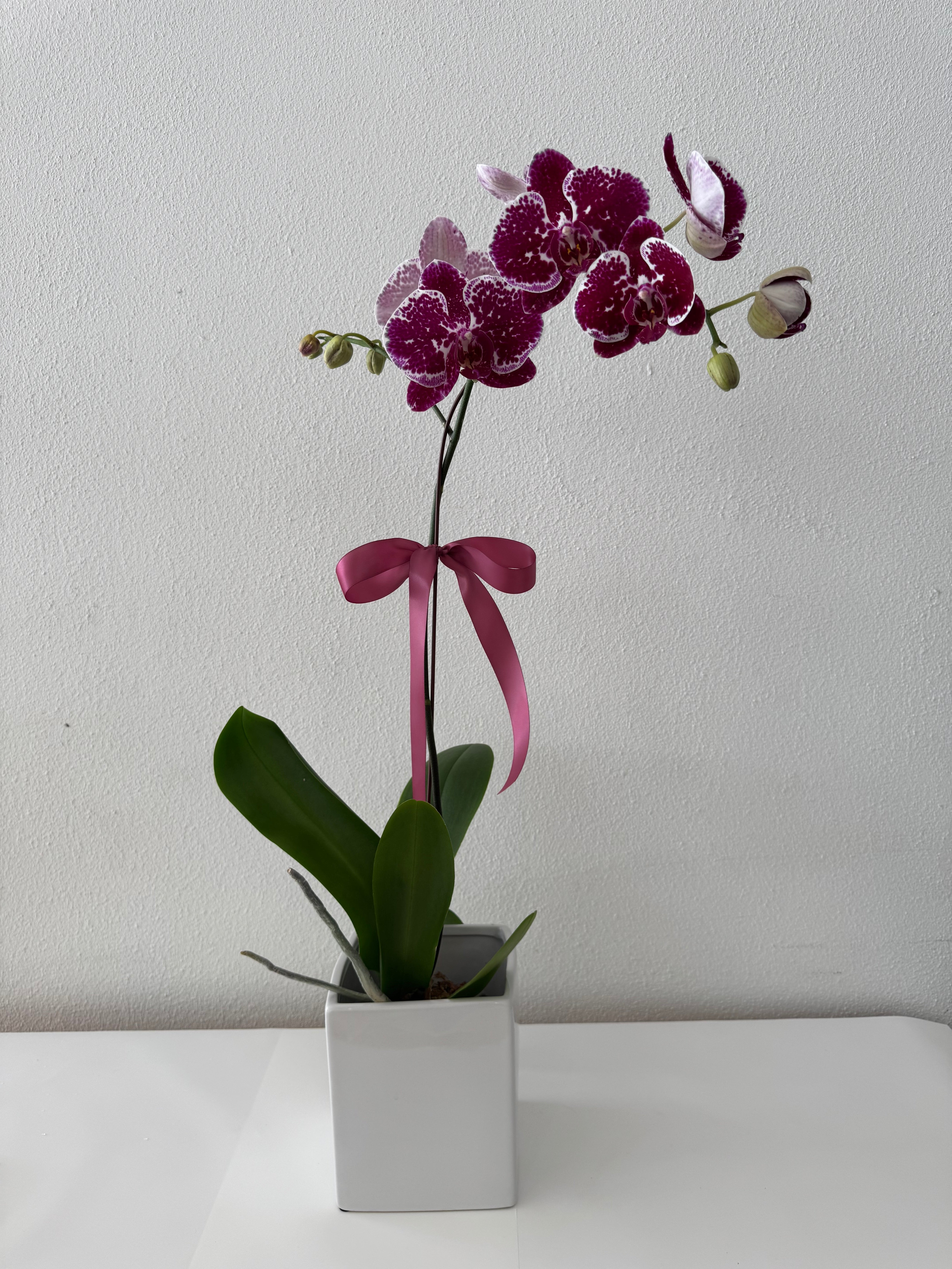 Phalaenopsis Orchid Plant - Pink