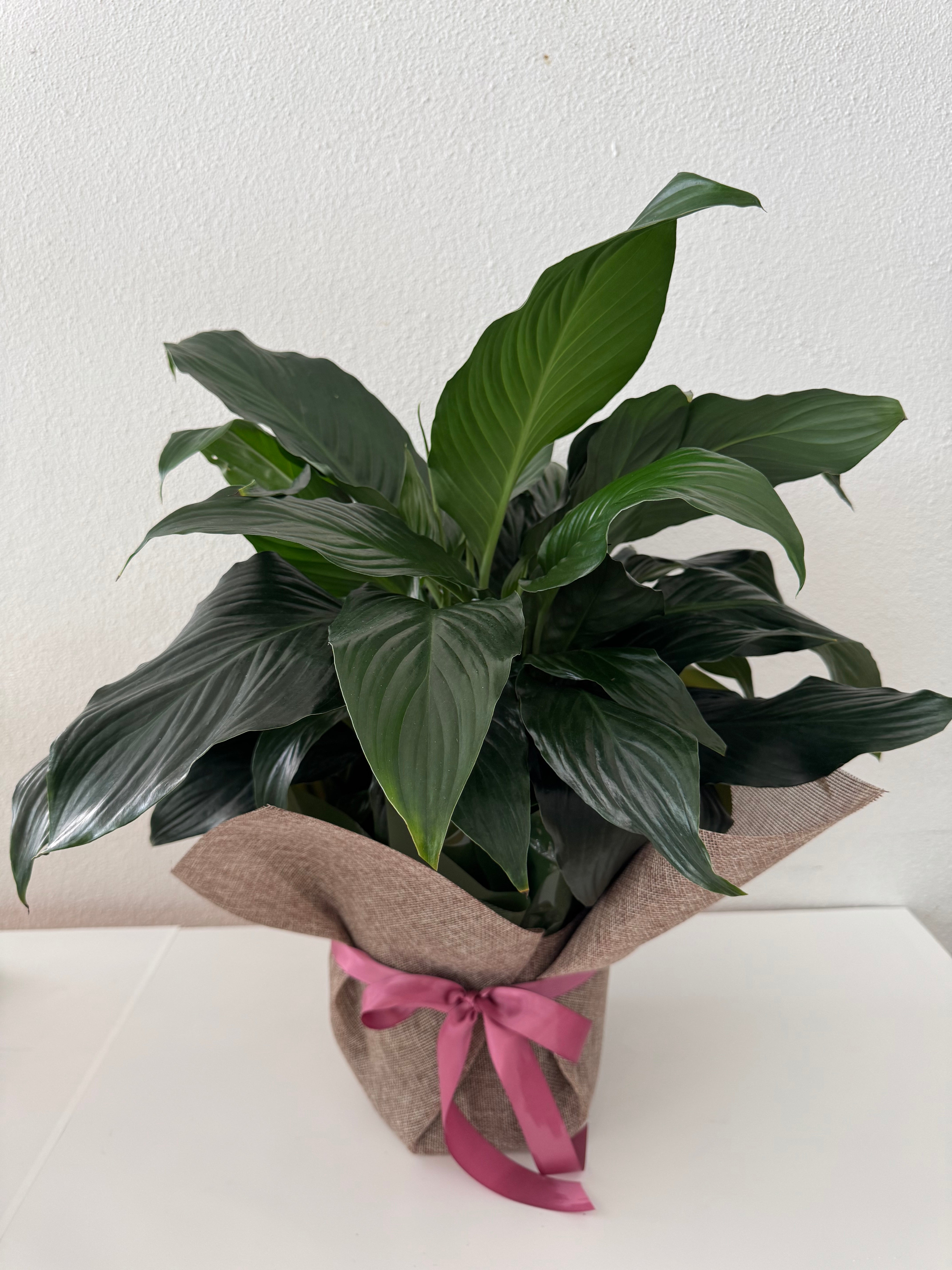 Mothers Day Peace Lily